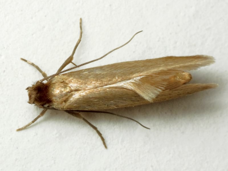 Tineola bisselliella (Hummel, 1823)